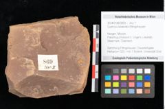 Foto (Objekt + Etikett) von Quercus palaeoilex Ettingshausen (NHMW-GEO-2024-0188-0869)